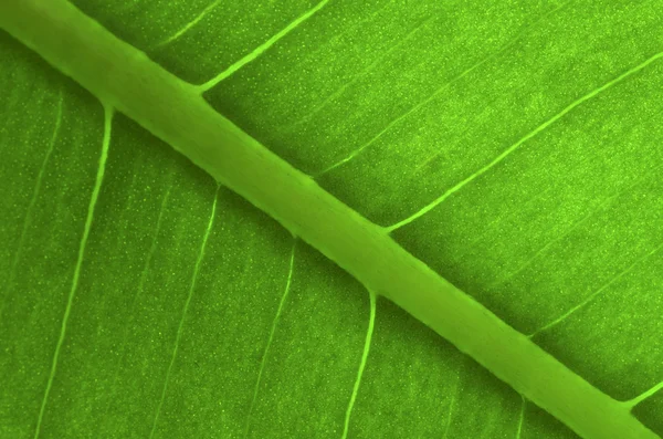 잎새의 배경 — 스톡 사진
