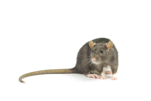 Legrační krysa — Stock fotografie