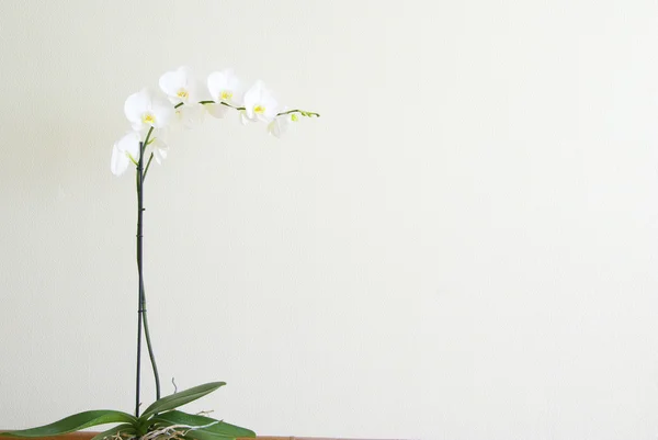 stock image Orchid