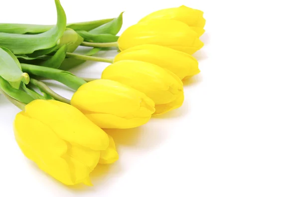 Tulipani gialli — Foto Stock