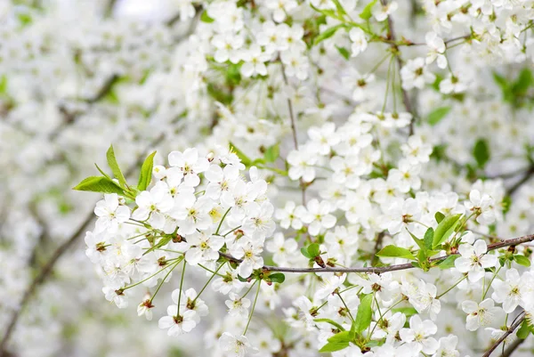 stock image Blossoms