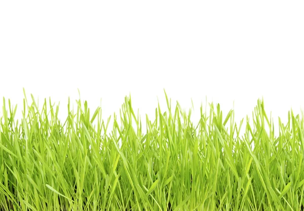 Зеленая лужайка — стоковое фото