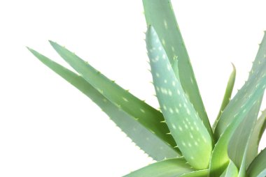 Aloe yaprakları