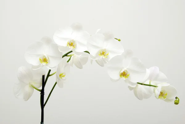 Witte orchideeën — Stockfoto