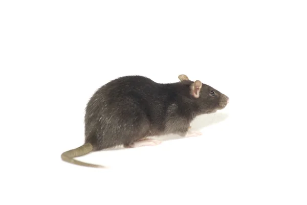 Funny rat — Stock Photo, Image