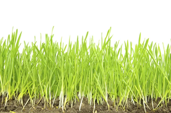 Green lawn — Stock Photo, Image