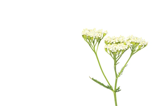 Rostlina na bílém pozadí — Stock fotografie