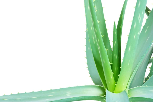 stock image Aloe leaves