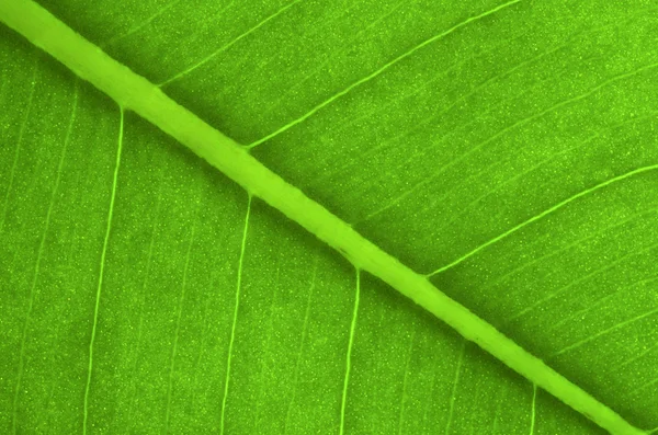 stock image Green leaf as background