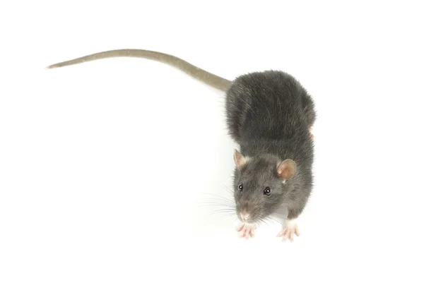 Szczur na biały — Zdjęcie stockowe