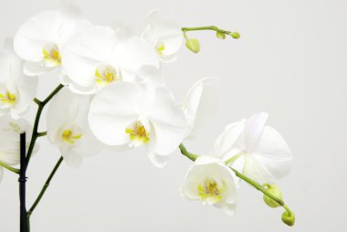 White orchids clipart