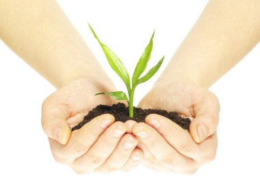 Plant in hands clipart