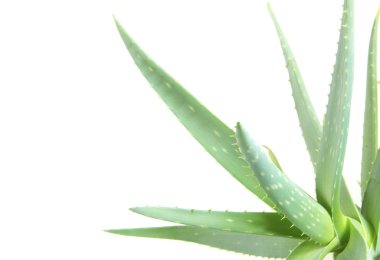 Aloe beyaz