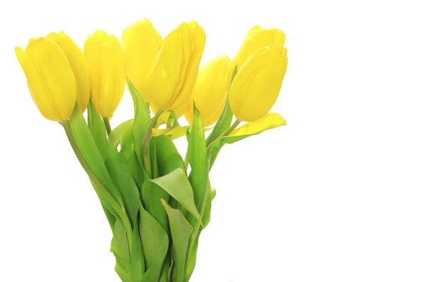 Žluté tulipány na bílém pozadí — Stock fotografie