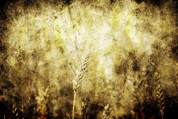 Fond de blé — Photo