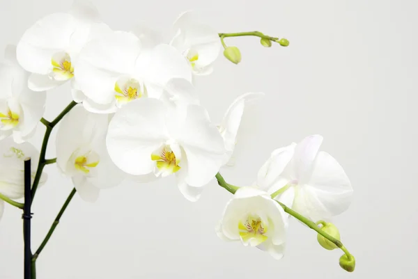 Vita orkidéer — Stockfoto