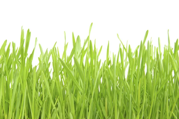 Grüner Rasen — Stockfoto