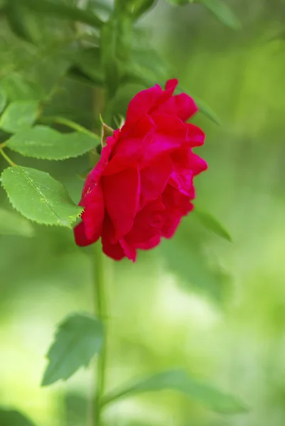 Роза красоты — стоковое фото