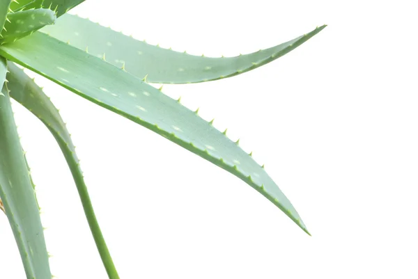 stock image Aloe leaves