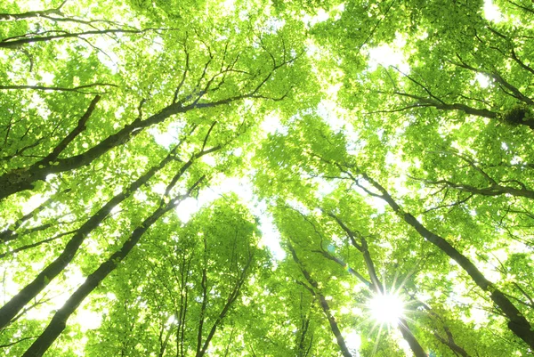 Yeşil ağaçlar — Stok fotoğraf