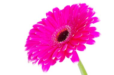 pembe gerbera