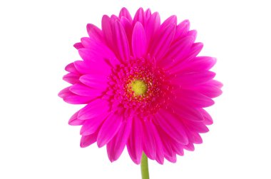 pembe gerbera