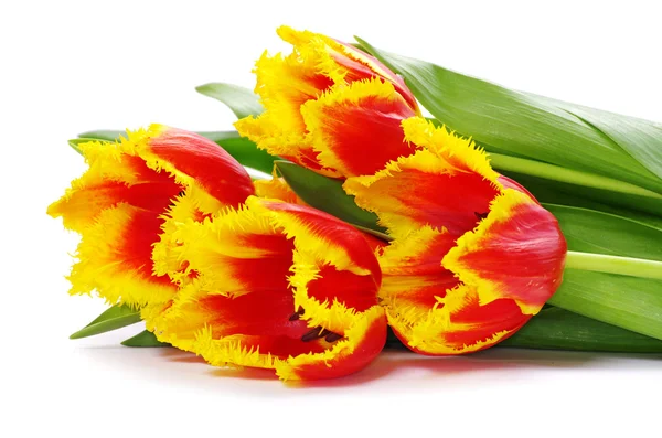 A fehér tulipán — Stock Fotó
