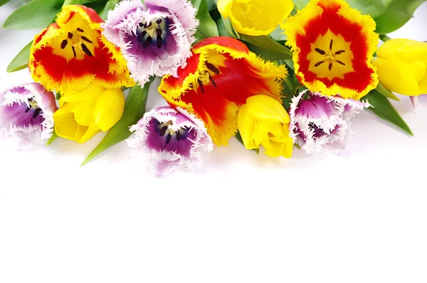 Tulipanes sobre blanco —  Fotos de Stock