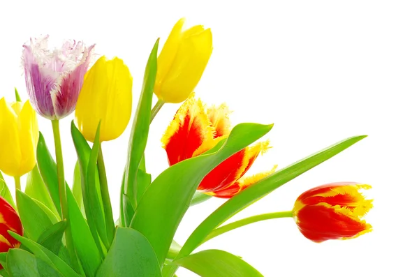 Tulips on white — Stock Photo, Image