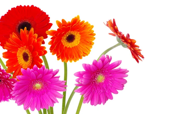 Flores de gerberas coloridas — Fotografia de Stock