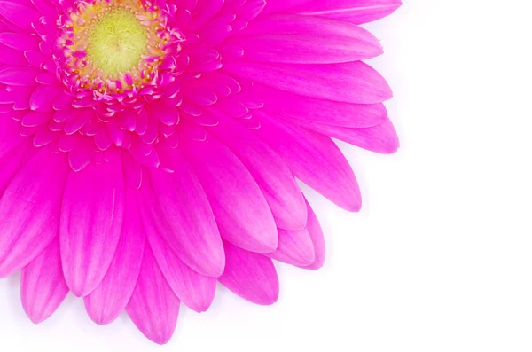 Roze gerbera bloem — Stockfoto