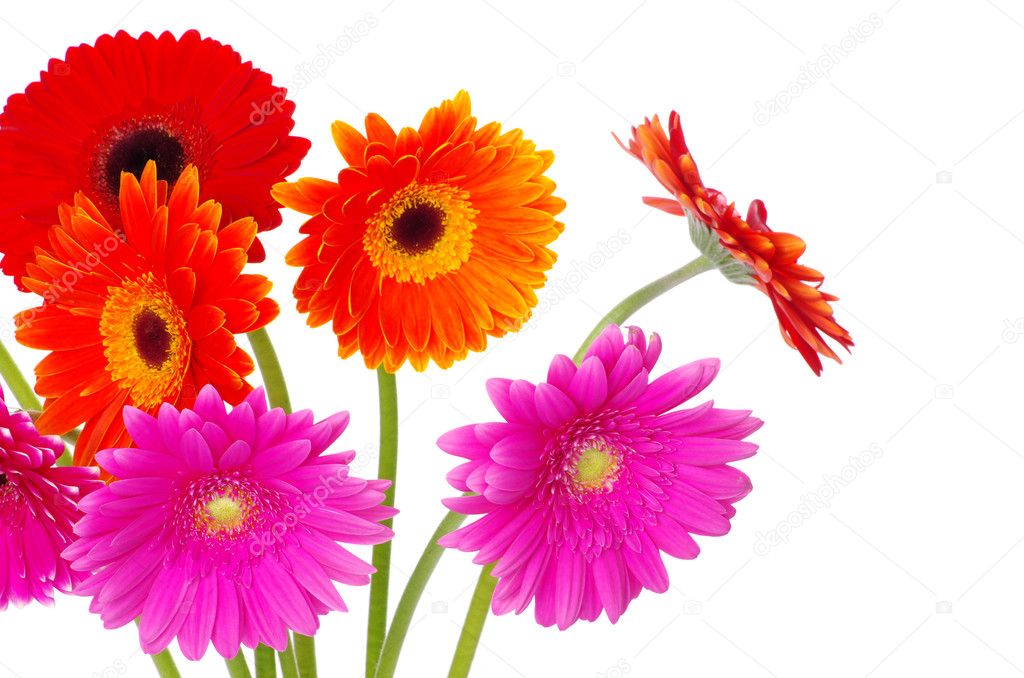 Colorful gerberas flowers