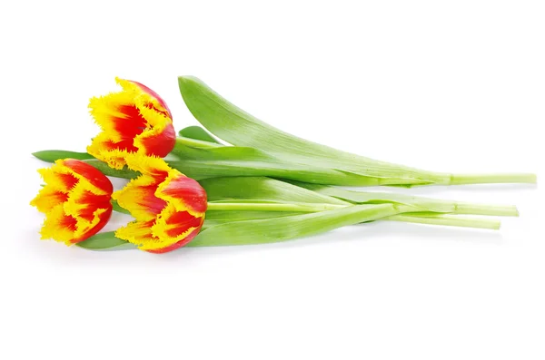 Tulpen op wit — Stockfoto