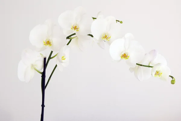 Белые орхидеи — стоковое фото