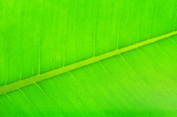 葉の背景 — ストック写真