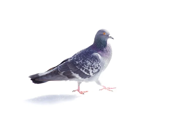 Pigeon — Photo