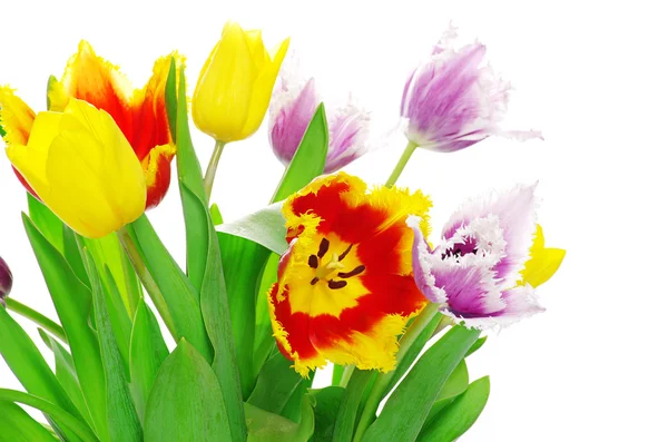 Tulipány na bílém pozadí — Stock fotografie