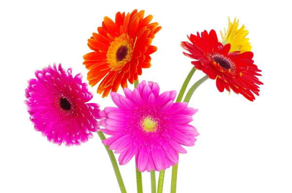 Gerberas flores — Fotografia de Stock