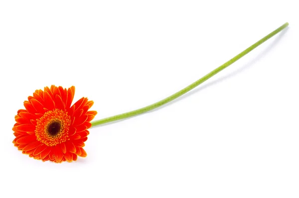 Оранжевый цветок — стоковое фото