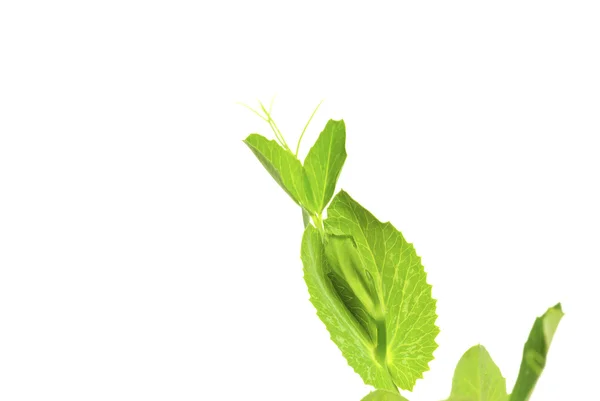 Plant in wit — Stockfoto