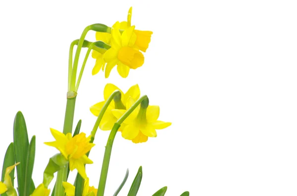 Narcissus on a white — Stock Photo, Image