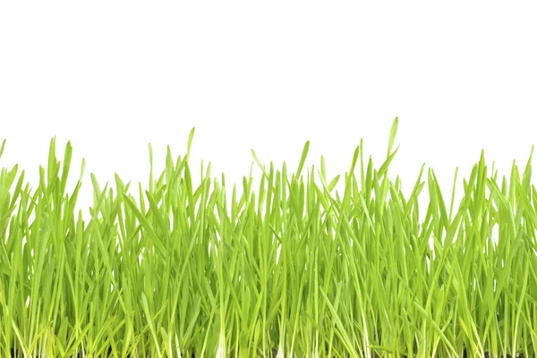 Зеленая лужайка — стоковое фото