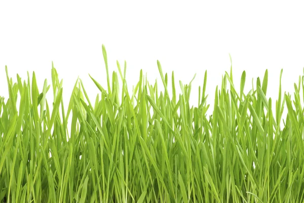 Lawn on white Royalty Free Stock Images