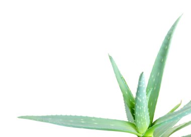 Aloe yaprakları