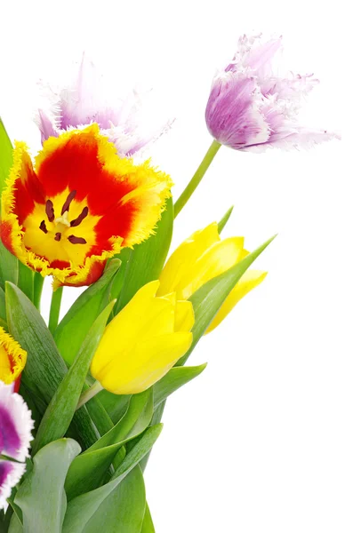 Tulipanes sobre blanco — Foto de Stock