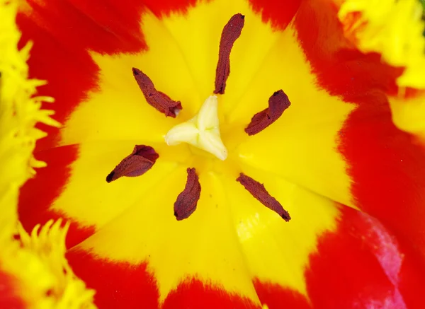 Knospen von Tulpen — Stockfoto
