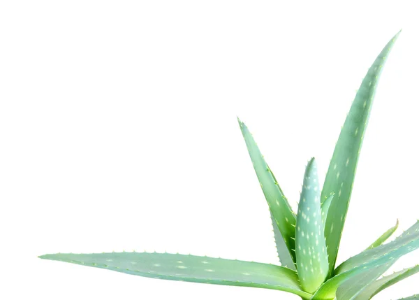 Aloe-Blätter — Stockfoto