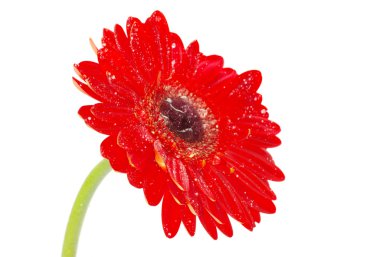 Kırmızı gerbera çiçek