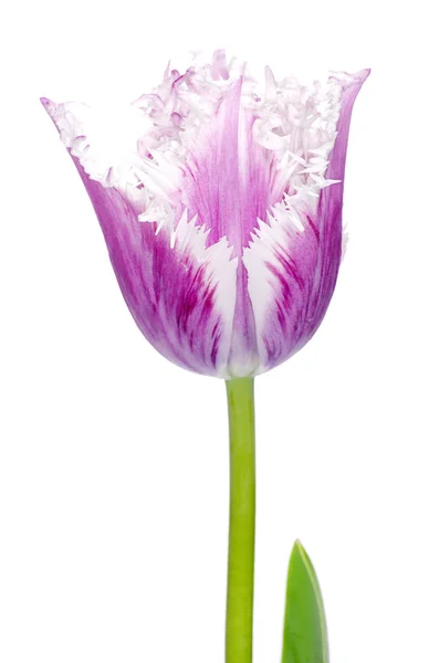 Lyserød tulipan - Stock-foto