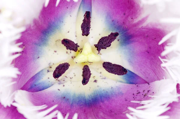 Tulipany pączek — Zdjęcie stockowe